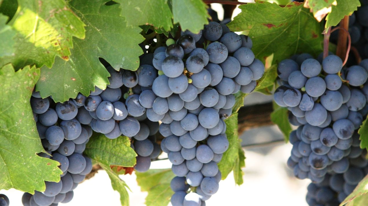 Wisconsin Wine Grapes: How are they looking?