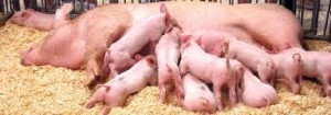 Pork Continues Downward Slide