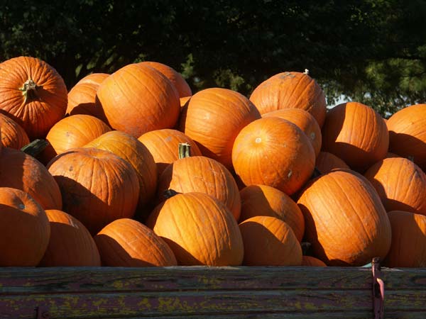 A Wisconsin Farm Experience Rooted In Community