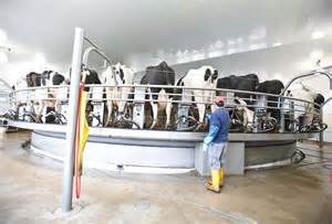 States Milk Production Slows