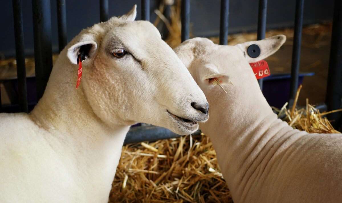 Lamb Production Lower