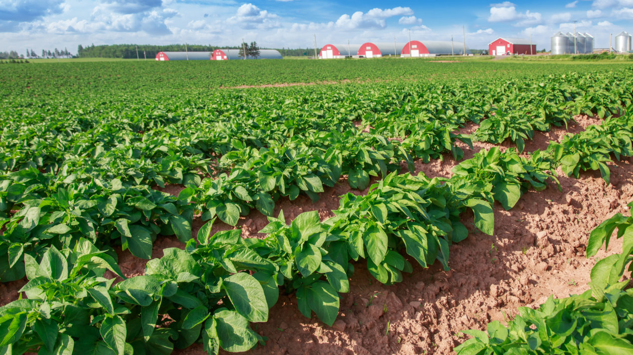 Potato Growers On Board