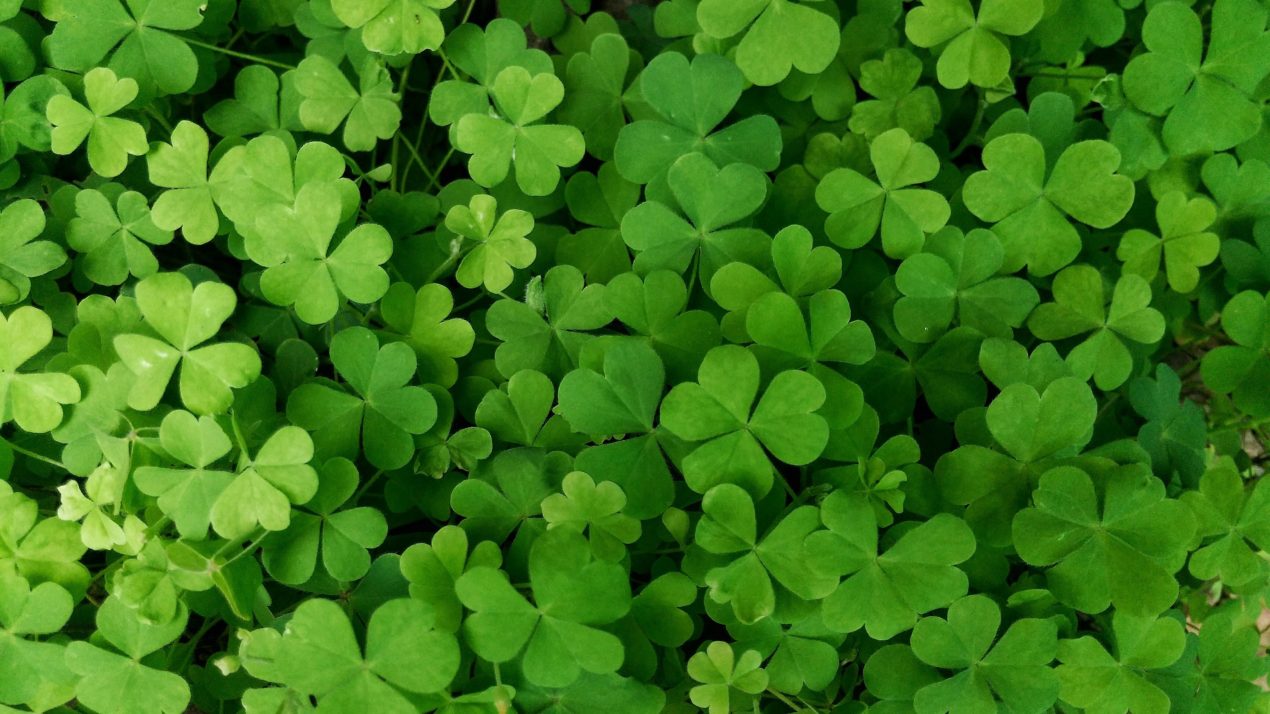 Kids, Clovers And Cash For 4-H