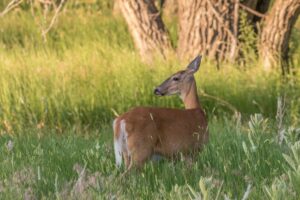 Deer Farm Gets CWD
