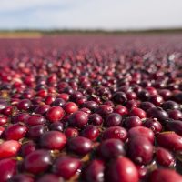 Wisconsin Cranberry Board Has New Members