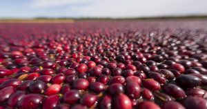 Cranberry Farmers Prepare For Growth