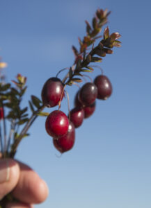 Wisconsin Cranberry Production Up