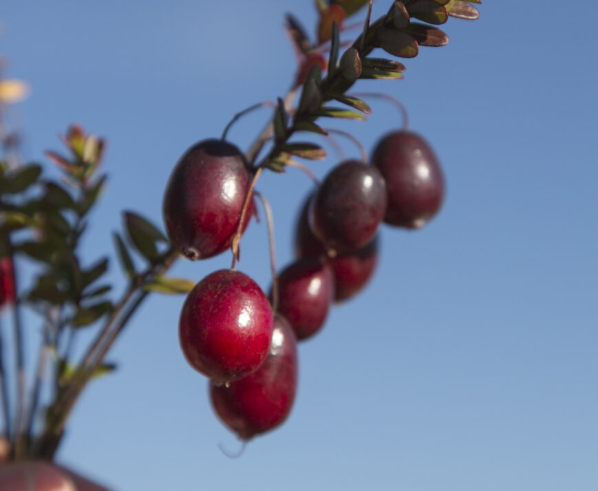 Researchers Tackle Cranberry Questions