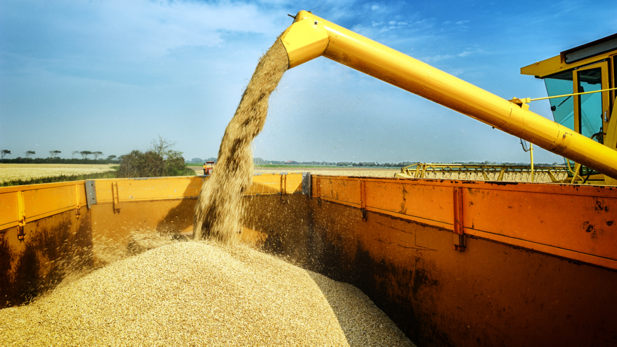 Organic Grain Production Getting Attention