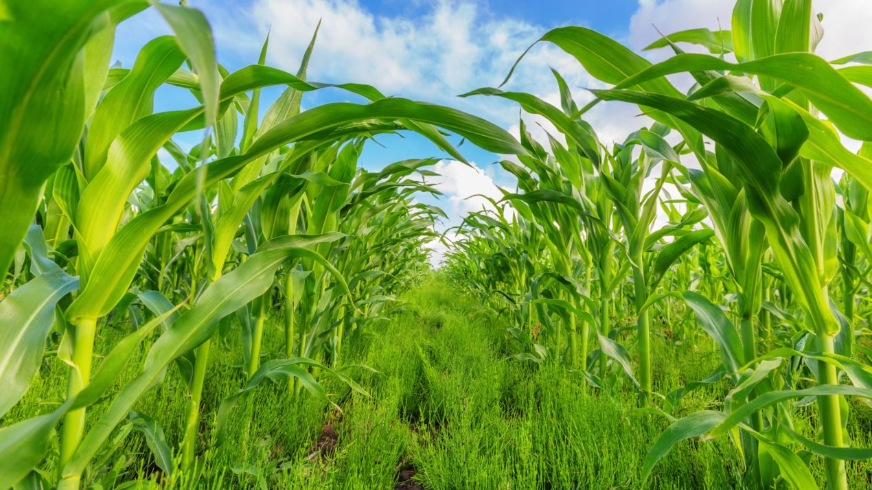 Wisconsin’s Crops – Going Backwards