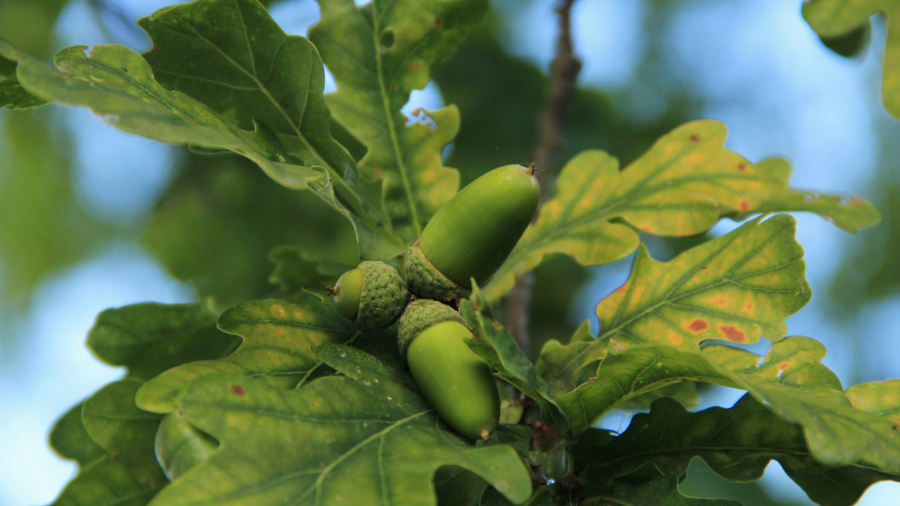 New Land Management Video Aims to Ensure Wisconsin Oak Tree Future