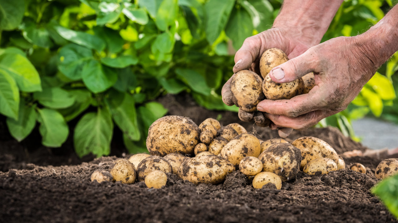 Wisconsin Potato Production Virtually Unchanged from 2015
