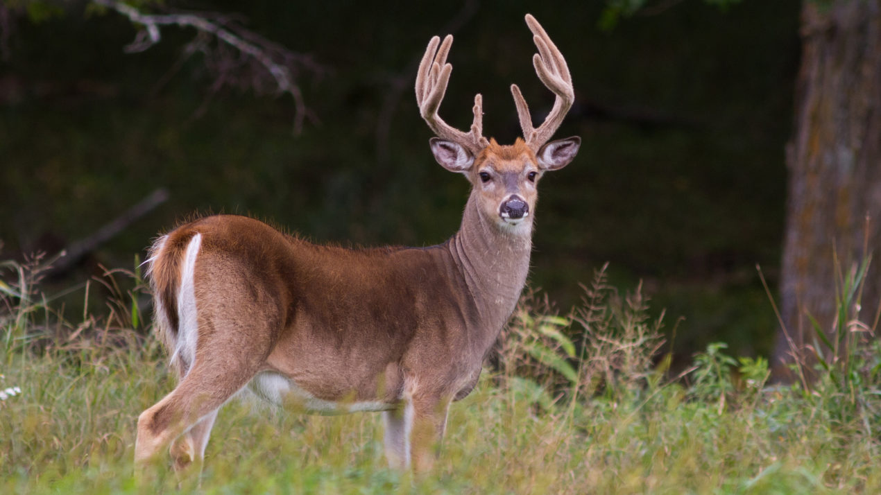 Public Feedback Wanted for Wisconsin Deer Management