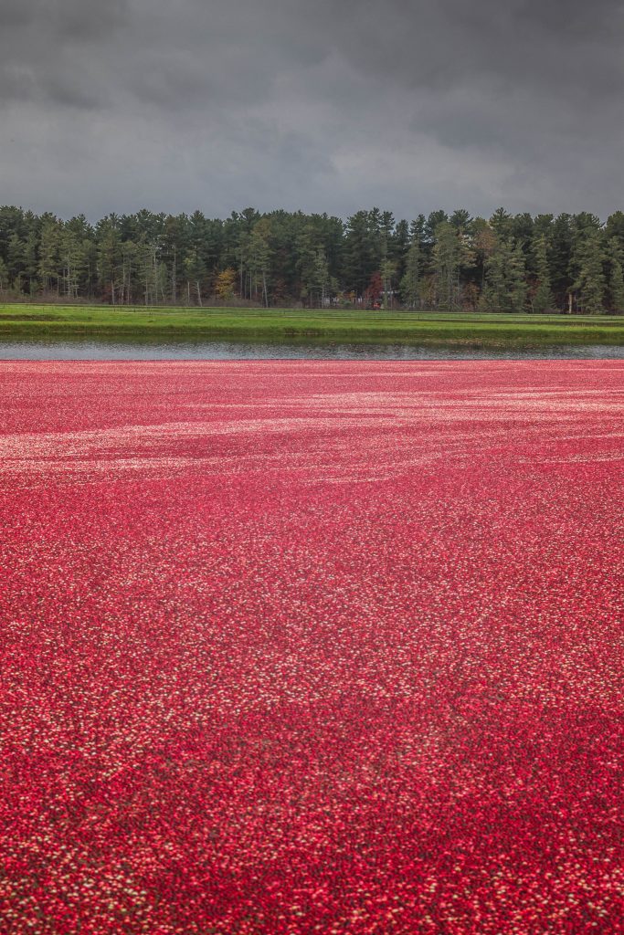 The Wisconsin Cranberry Harvest has Begun MidWest Farm Report