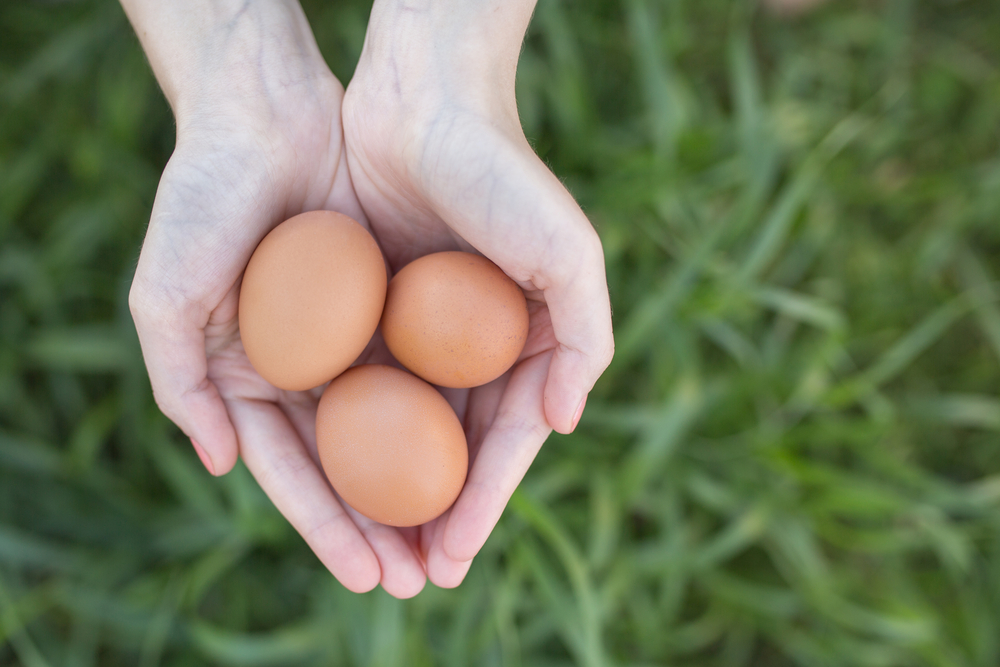 Wisconsin Egg Production Decreased Slightly in September