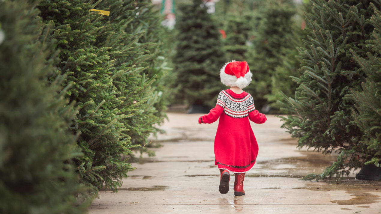Steps to Selecting and Careing for a Real Christmas Tree this Holiday Season