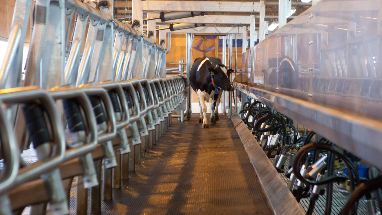 Cows Keeping Busy In Wisconsin