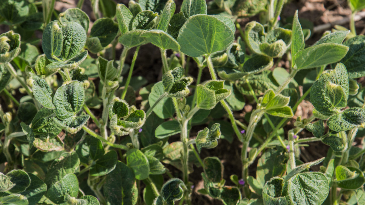 Minnesota Department of Agriculture clarifies state Dicamba rules