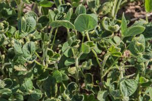Minnesota Department of Agriculture clarifies state Dicamba rules