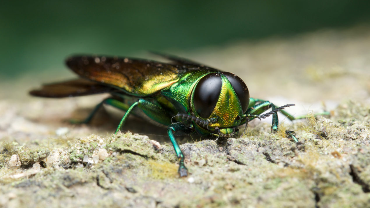 Emerald Ash Borer Detected For The First Time