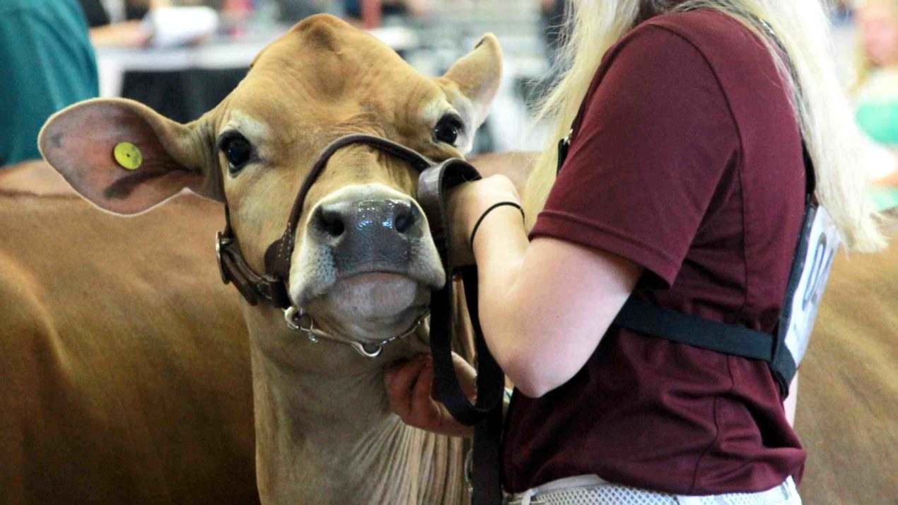 Author Asking For County Fair Memories and Photos For New Book