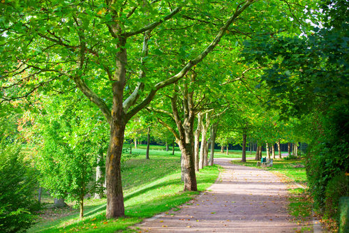 Residential Landowners Value Their Trees