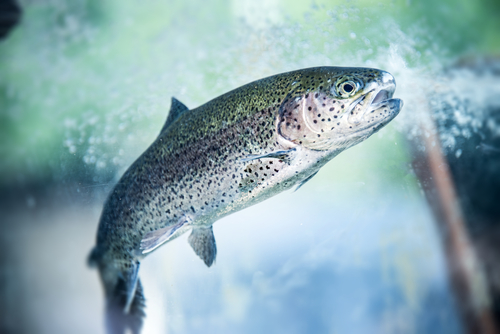 Wisconsin Trout Sales Increased in 2017