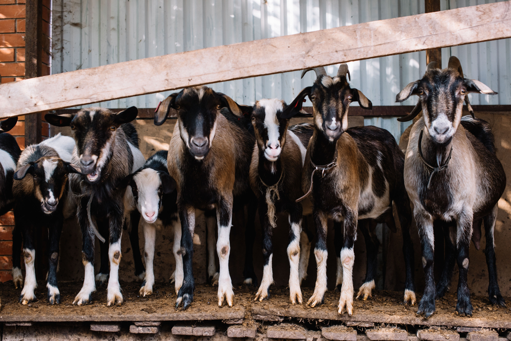 Wisconsin Had an Increase in Milk Goats & Slight Decrease in Market Sheep in January