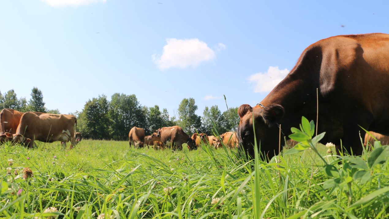 Grazing May Be A Smart Option