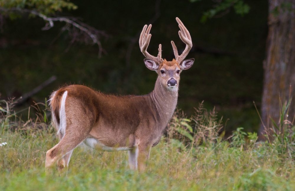 CWD Positive Deer Found in Washington County