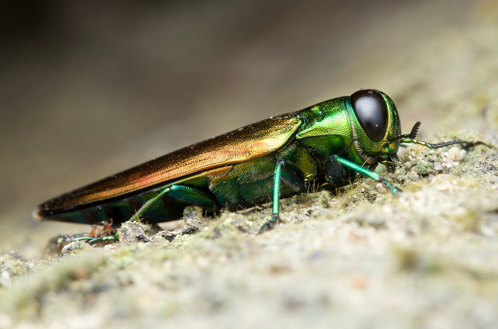 Emerald Ash Borer Threat to Entire State Mid West Farm Report