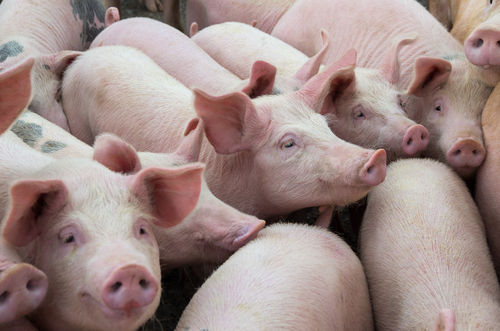 Pig and Chicken Numbers Rise in the State