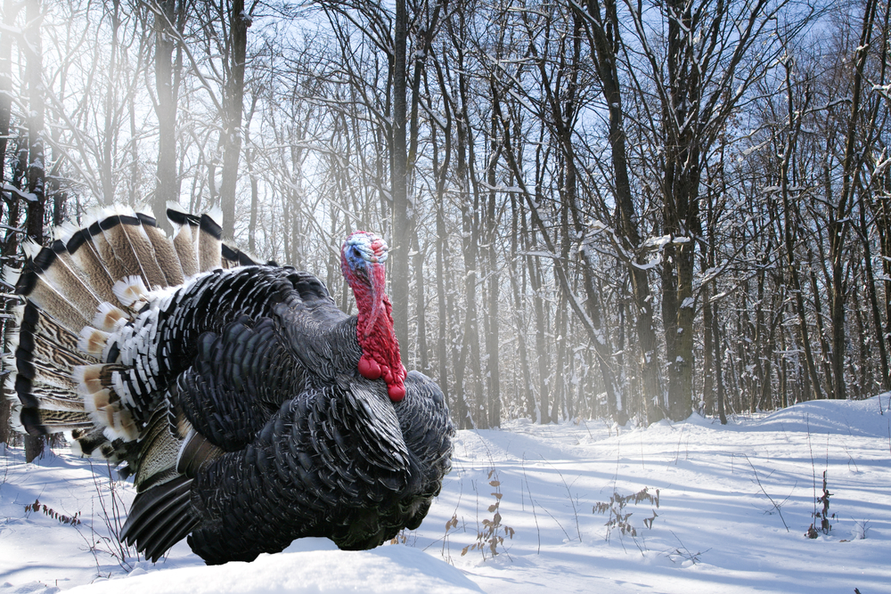 Practice Good Hunter Safety While Turkey Hunting