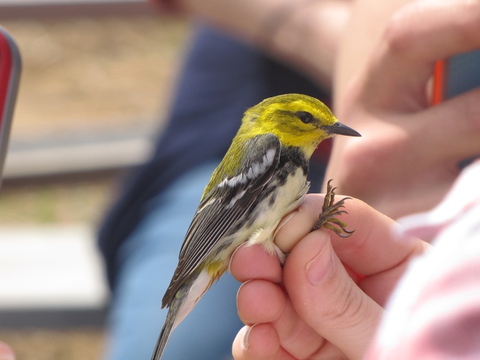 Horicon Marsh Bird Viewing Hot Spot