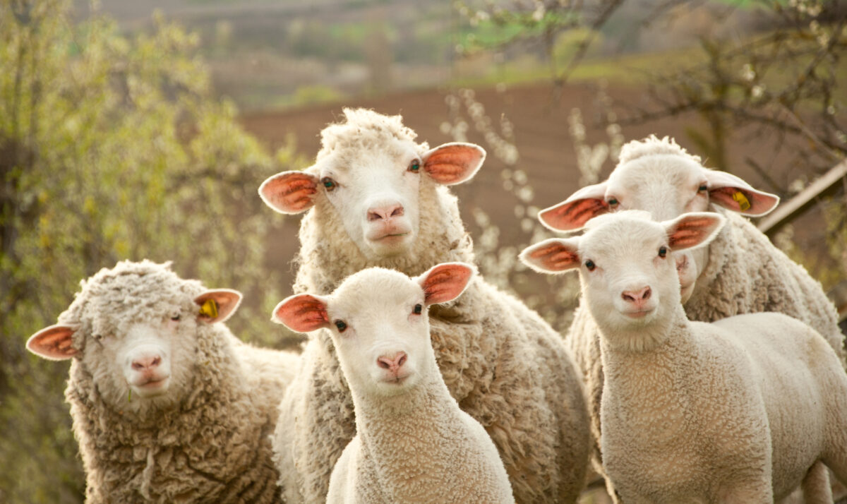 Burgett Given WI Sheep Industry Award