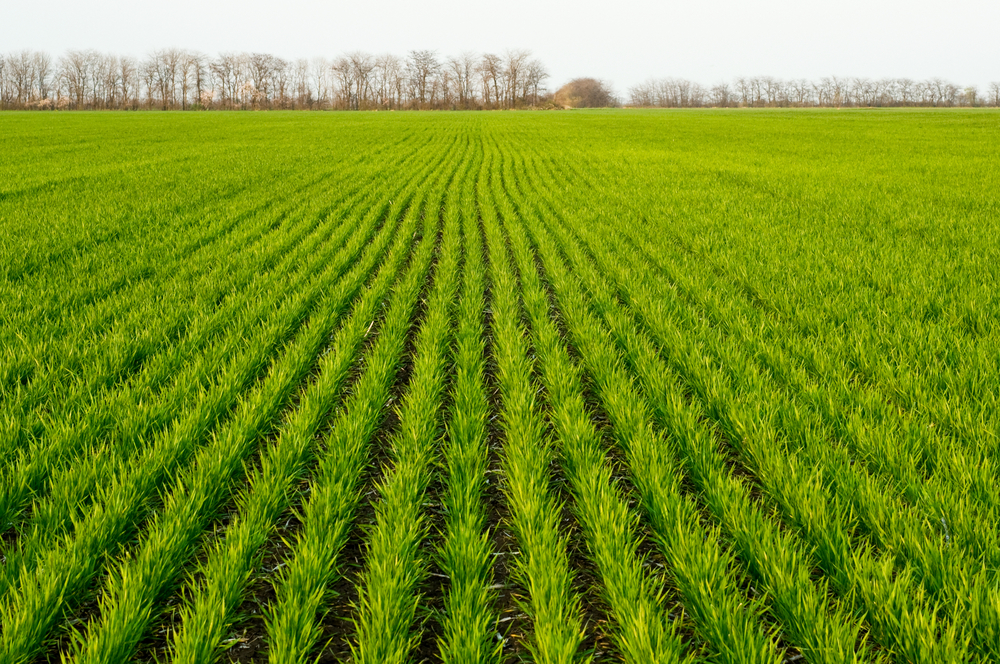 Winter Wheat Forecast is Promising