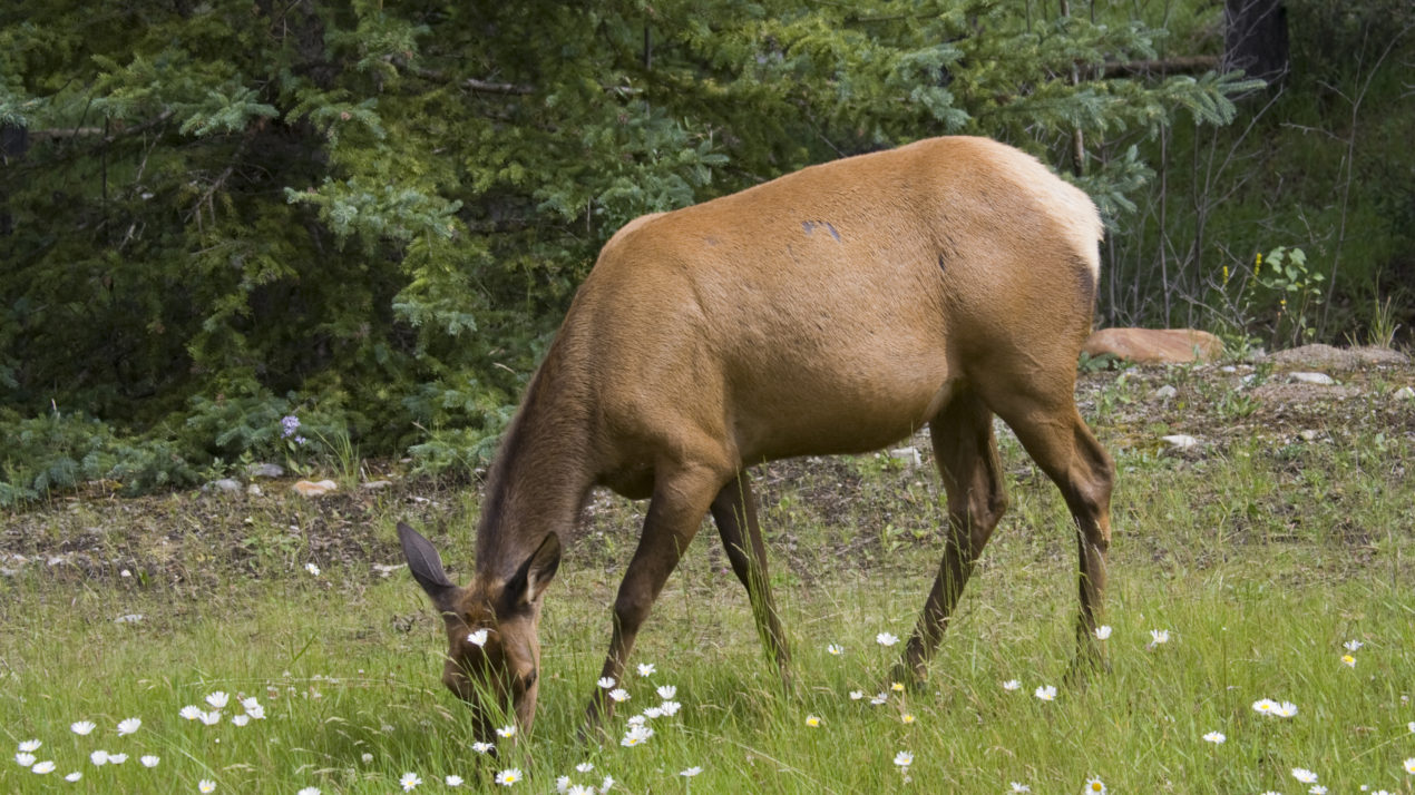5 Year Old Elk Cow Dies In Sauk County