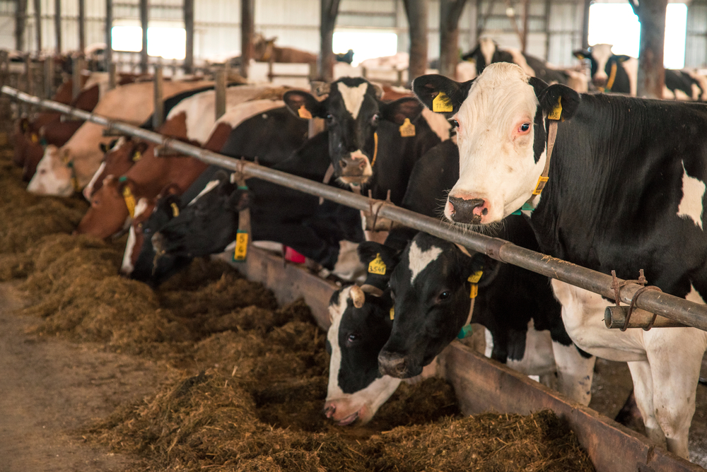 Wisconsin Milk Production Increased in May