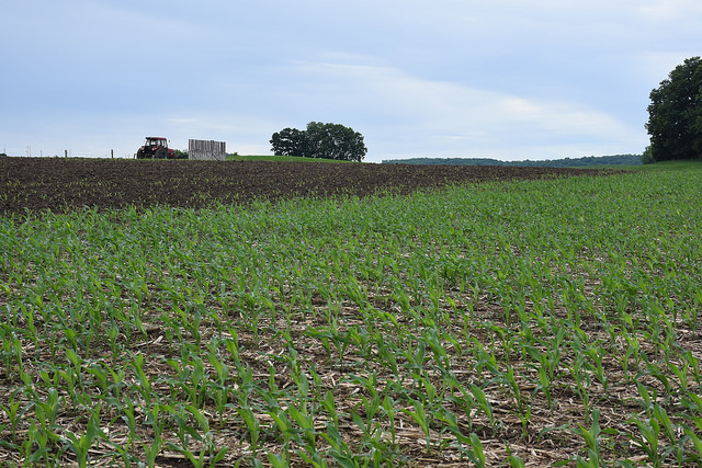 Crop Conditions Improve Slightly As End of May Nears