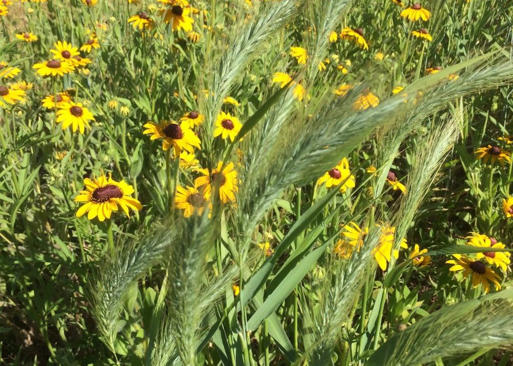 Prairies to be Used for Conservation