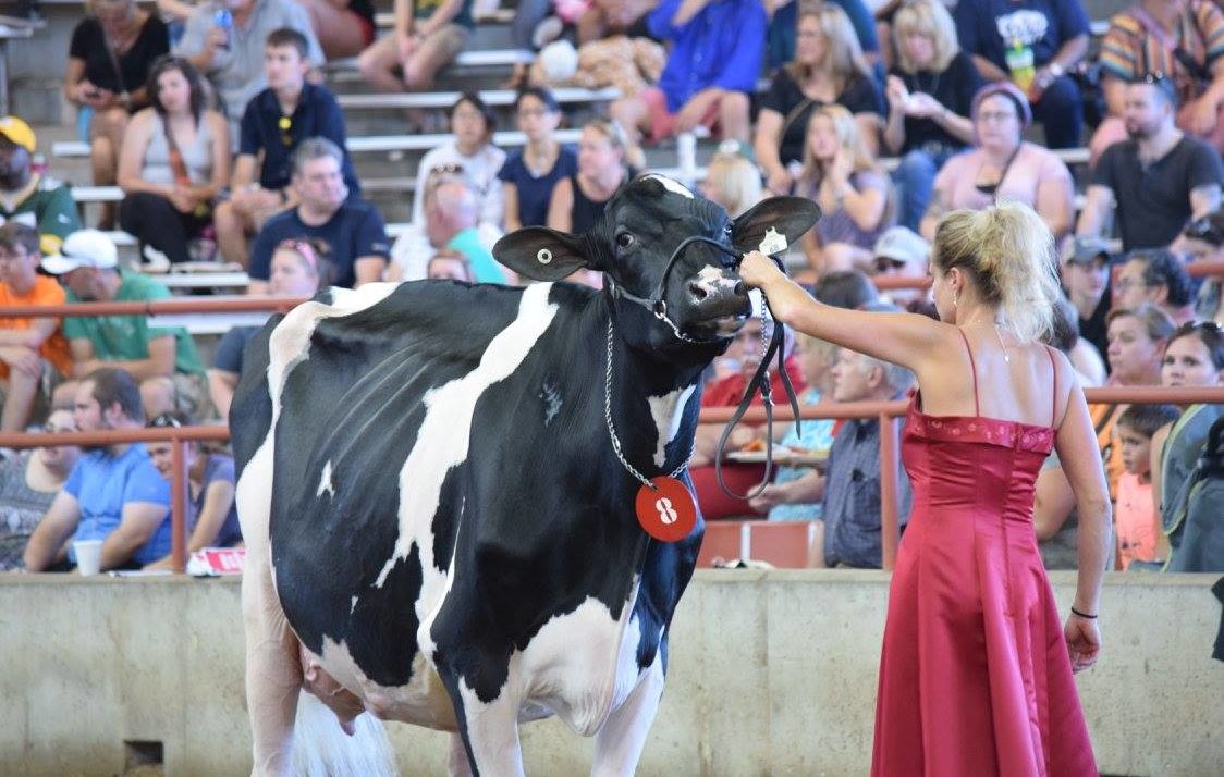 State Holstein Futurity Heads Toward State Fair