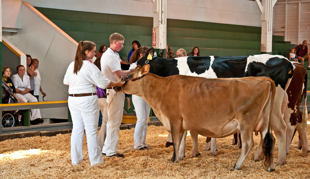 WDE to Host Showmanship Judges Clinic