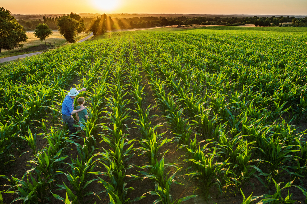 Crop Progress Remains Fairly Steady