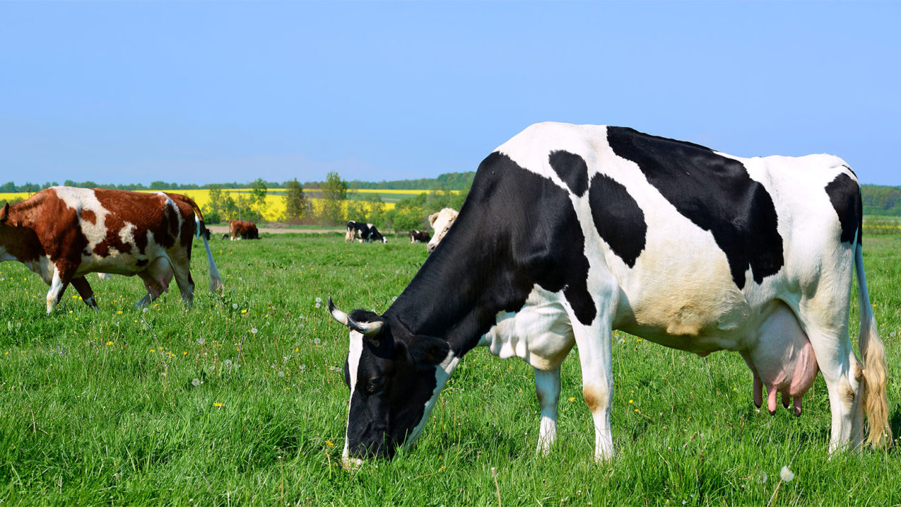 Apply Through December 13 for Dairy Processor Grants