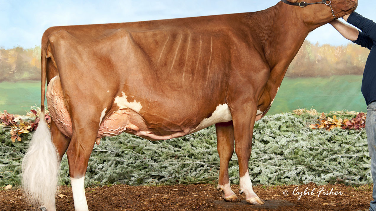 Red & White Dairy Cattle Announces Cow And Heifer Of The Year
