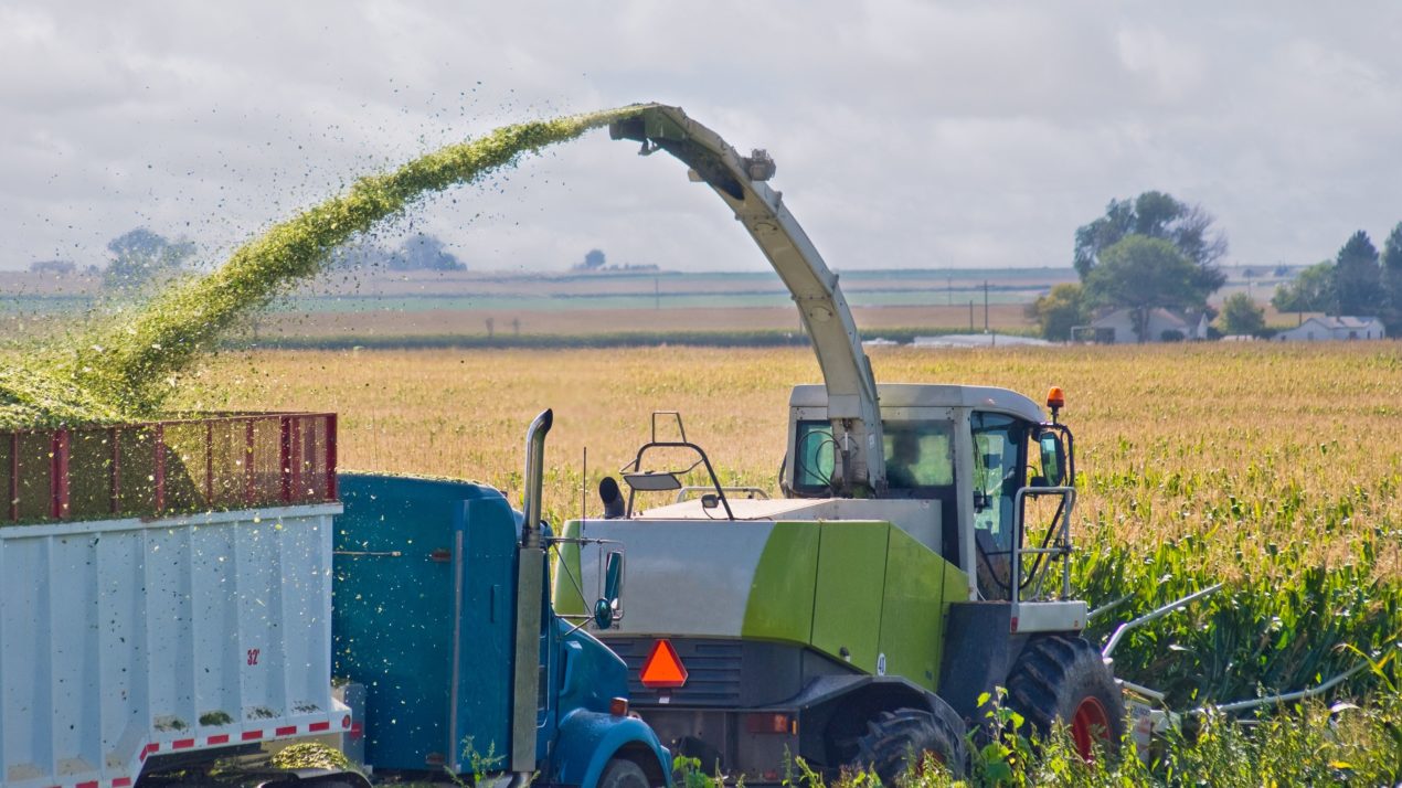 2% Of Corn Already Chopped For Silage In Wisconsin