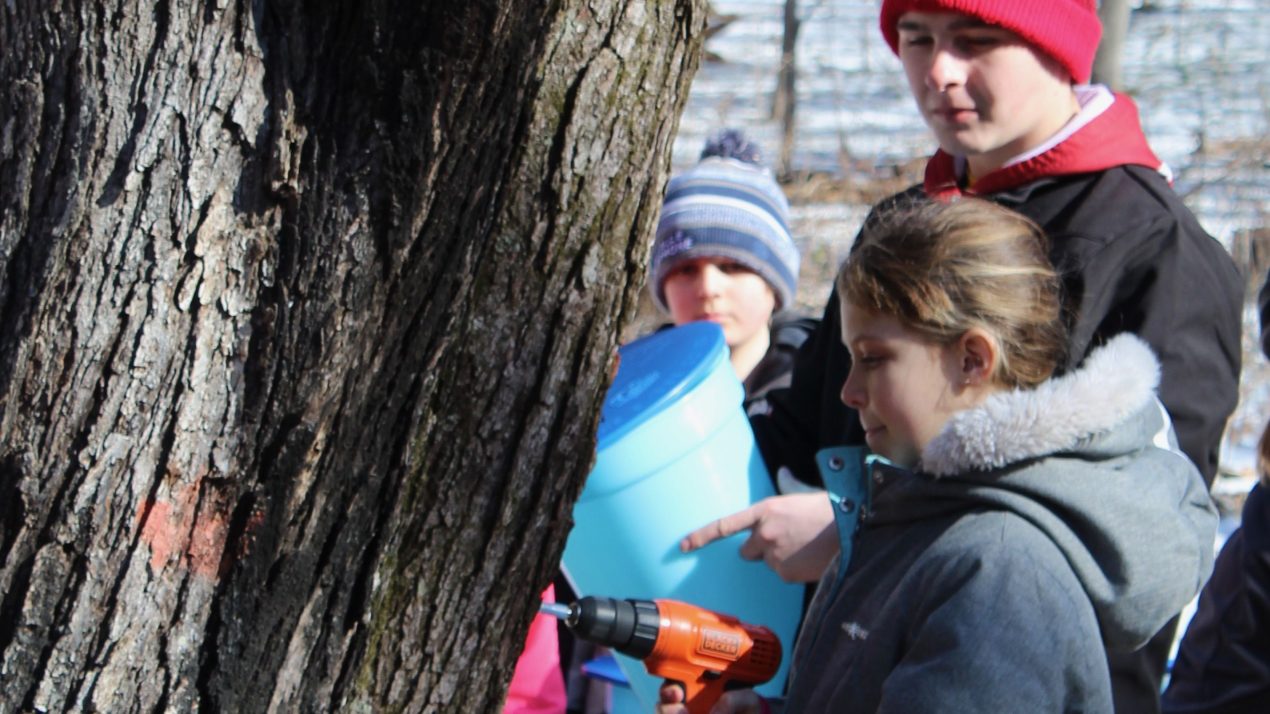 Maple Syrup Season Officially Starts In Wisconsin With Proclamation And Tapping