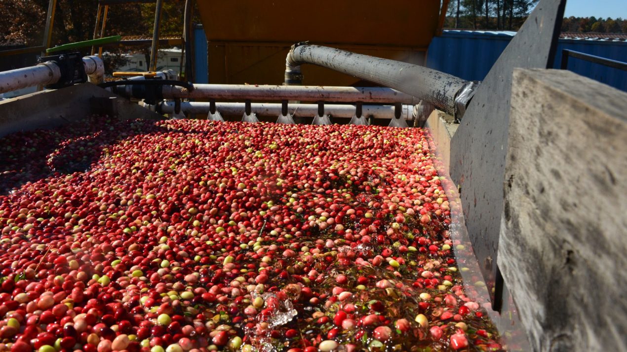 Cranberry Production Totals 4.67 Million Barrels