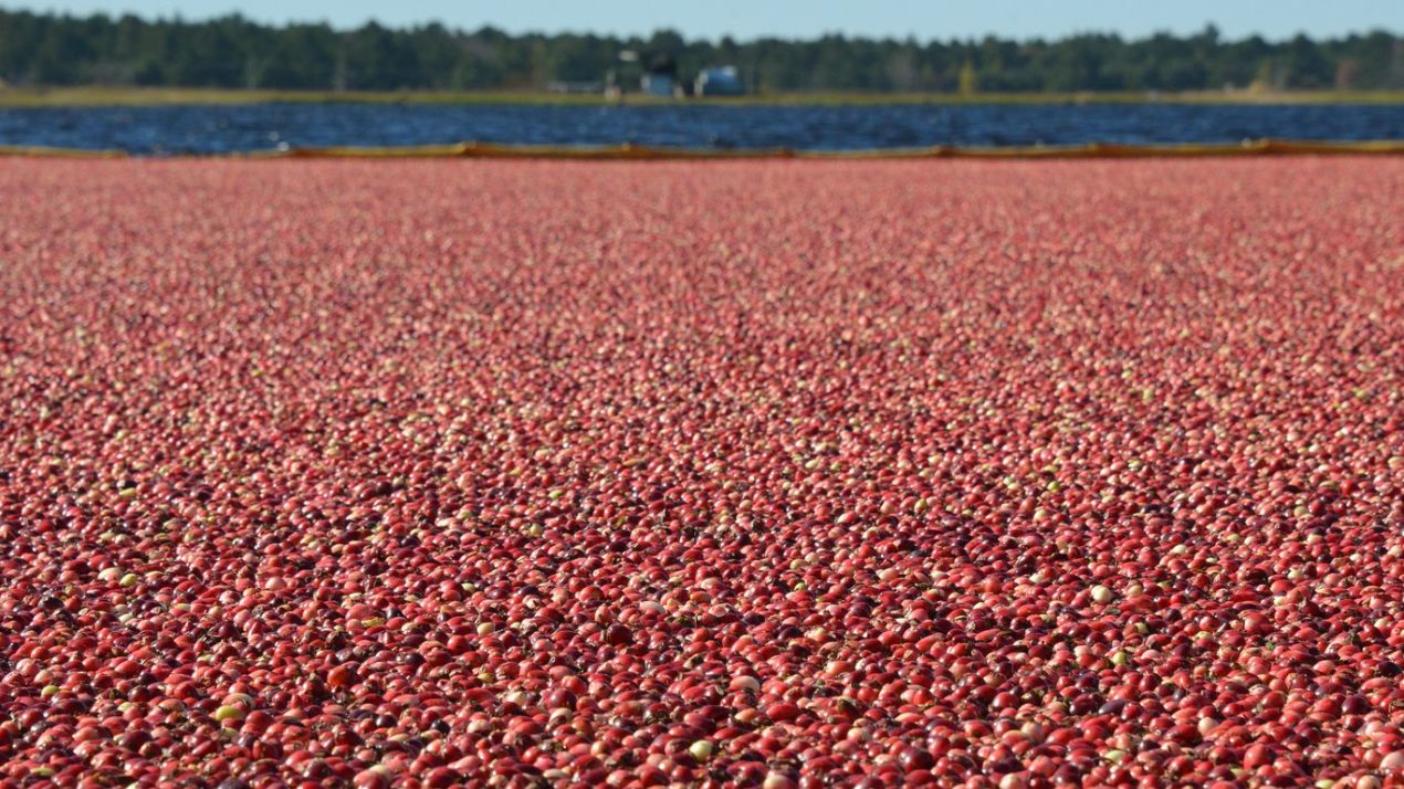 Warrens Harvest Day Features Tours of Cranberry Marsh and More