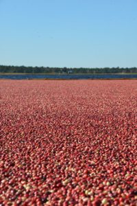 Wisconsin Leads In Cranberry Production